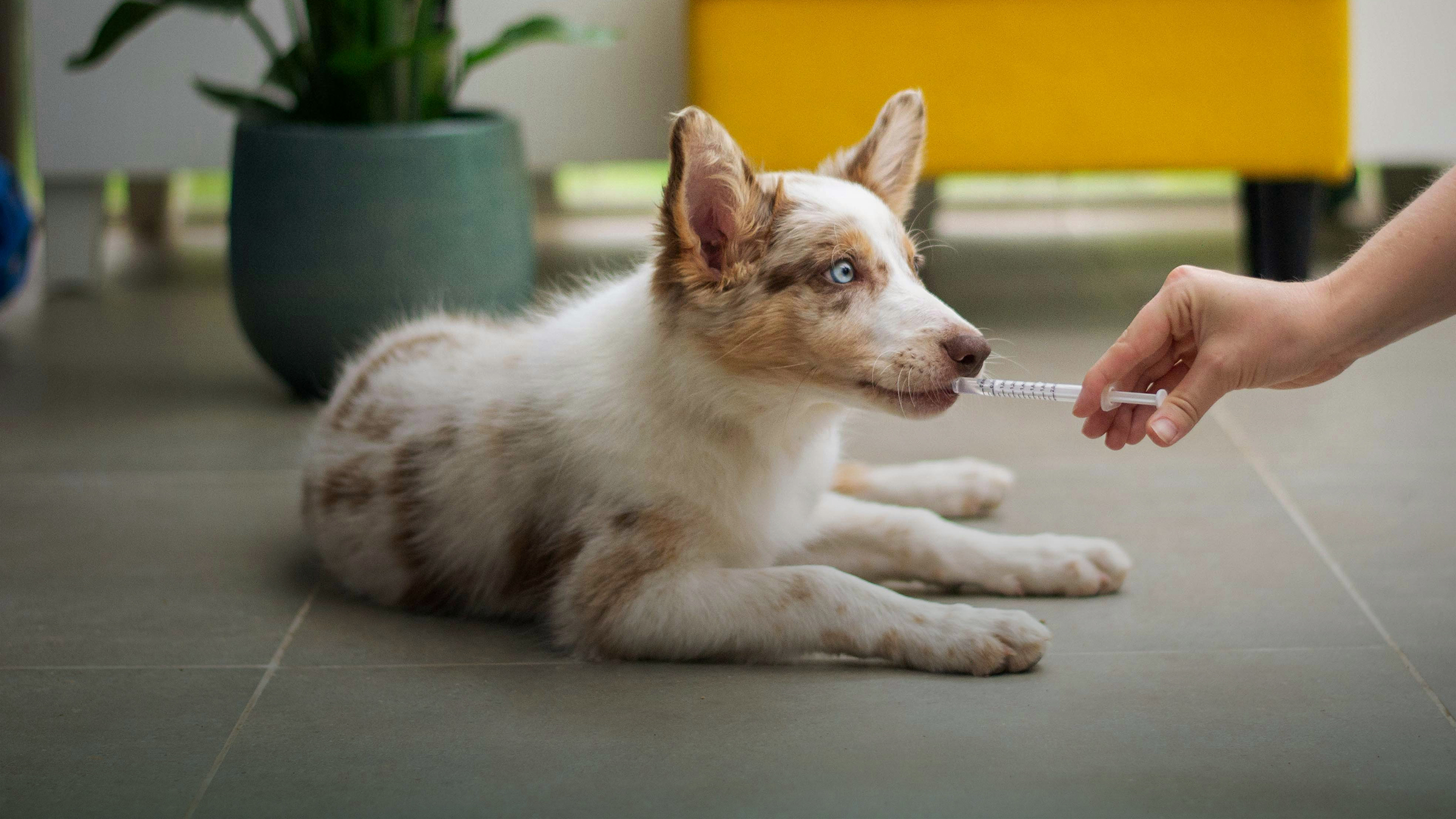 Hund der får medicin af dyrlæge